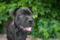 Portrait puppy of black staffordshire bull terrier on the background of green trees in the park