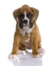 Portrait of Puppy Boxer, 2 months old Royalty Free Stock Photo