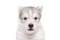 Portrait of puppy breed Husky
