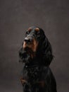 portrait of a puppy on a brown canvas background. Gordon setter dog in studio Royalty Free Stock Photo