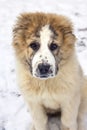 Portrait of puppy of Central Asian Shepherd Alabai Royalty Free Stock Photo