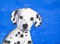 Portrait of a puppy dog breed Dalmatian on a blue background Royalty Free Stock Photo