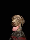 Portrait of puppy dog breed German Shorthaired Pointer