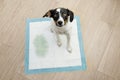 Portrait puppy dog sitting on a pee training pad with a spot looking up on wooden floor