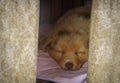 Portrait of puppy dog sleeping in his bed Royalty Free Stock Photo