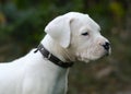 Portrait of a Puppy Dogo Argentino sitting in grass. Royalty Free Stock Photo
