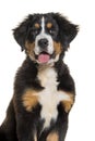 portrait of a Puppy four months old Bernese mountain dog panting, isolated on white Royalty Free Stock Photo