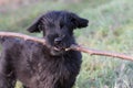 Portrait of the puppy of the Giant Black Schnauzer Dog