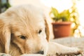 Portrait of a puppy Golden Retriever .Picture of an adorable brown dog Royalty Free Stock Photo