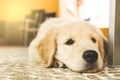 Portrait of a puppy Golden Retriever .Picture of an adorable brown dog Royalty Free Stock Photo