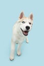 Portrait puppy husky dog walking, Isolated on blue pastel background Royalty Free Stock Photo