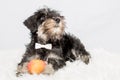 Portrait puppy miniature Schnauzer black isolated