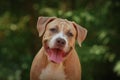 Portrait of a puppy on the nature close up. Pitbul