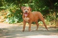 Portrait of a puppy on the nature close up. Pitbul