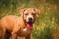 Portrait of a puppy on the nature close up. Pitbull