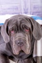 Portrait of puppy Neapolitana mastino closeup. Dog handlers training dogs since childhood.