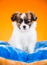 Portrait of a puppy Papillon on an orange background Royalty Free Stock Photo