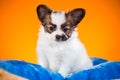 Portrait of a puppy Papillon on an orange background Royalty Free Stock Photo