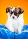 Portrait of a puppy Papillon on an orange background Royalty Free Stock Photo