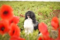 Puppy of poodle is hidding in poppy seed