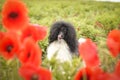 Puppy of poodle is hidding in poppy seed