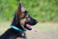 Portrait of a puppy`s profile with the language outside German Shepherd Royalty Free Stock Photo