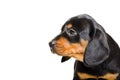 Portrait of puppy Slovakian Hund Royalty Free Stock Photo