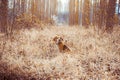 Portrait of pure breed beagle dog. Beagle in the middle of field with dry straws at spring background