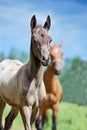 Portrait of purebred akhal-teke foal Royalty Free Stock Photo