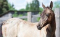 Portrait of purebred akhal-teke foal Royalty Free Stock Photo