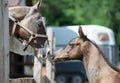 Portrait of purebred akhal-teke stallion and foal Royalty Free Stock Photo