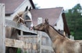 Portrait of purebred akhal-teke stallion and foal in communication. cloudy day