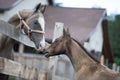 Portrait of purebred akhal-teke stallion and foal in communication. cloudy day