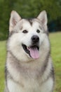 Portrait of purebred Alaskan Malamute dog