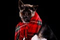 Portrait of a purebred American Akita sitting in the studio against a black background. The pet has sunglasses on its