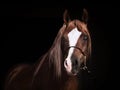 Portrait of purebred arabian chestnut stallion at black backgro Royalty Free Stock Photo