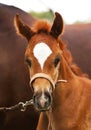 Portrait of a purebred arabian foal with her mother Royalty Free Stock Photo