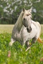 Portrait of a purebred Arabian stallion.