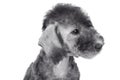 Portrait of purebred Bedlington Terrier puppy