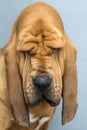 Portrait of purebred Bloodhound dog