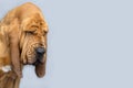 Portrait of purebred Bloodhound dog