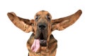 Portrait of purebred Bloodhound dog Royalty Free Stock Photo