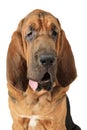 Portrait of purebred Bloodhound dog Royalty Free Stock Photo