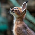 Portrait of a purebred Caracal kitten close-up