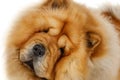 Portrait of a purebred Chow Chow dog Royalty Free Stock Photo