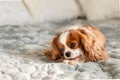 Portrait purebred cute puppy Cavalier King Charles Spaniel. Dog chewing bone lying on bed, selective focus Royalty Free Stock Photo