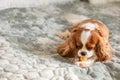 Portrait purebred cute puppy Cavalier King Charles Spaniel. Dog chewing bone lying on bed, selective focus Royalty Free Stock Photo