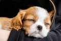 Portrait purebred cute puppy Cavalier King Charles Spaniel sleeps in arms of girl, close-up, selective focus