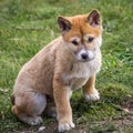 Purebred Dingo Puppy, Victoria, Australia, August 2018