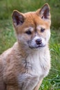 Purebred Dingo Puppy, Victoria, Australia, August 2018